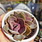 Echeveria Perle Von Nurnberg - Miniatura 7