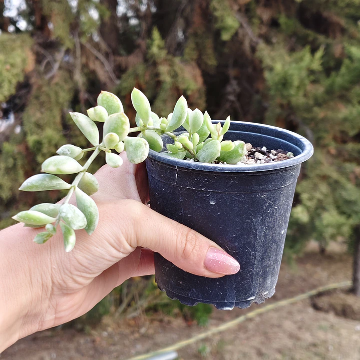 Cotyledon Tormentosa Variegada (Garrita de oso variegada) 7