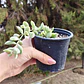Cotyledon Tormentosa Variegada (Garrita de oso variegada) - Miniatura 7