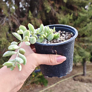 Cotyledon Pendens Variegado