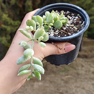 Cotyledon Pendens Variegado