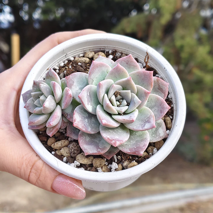 Graptoveria Milky Way 2