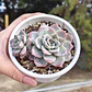 Graptoveria Milky Way - Miniatura 2