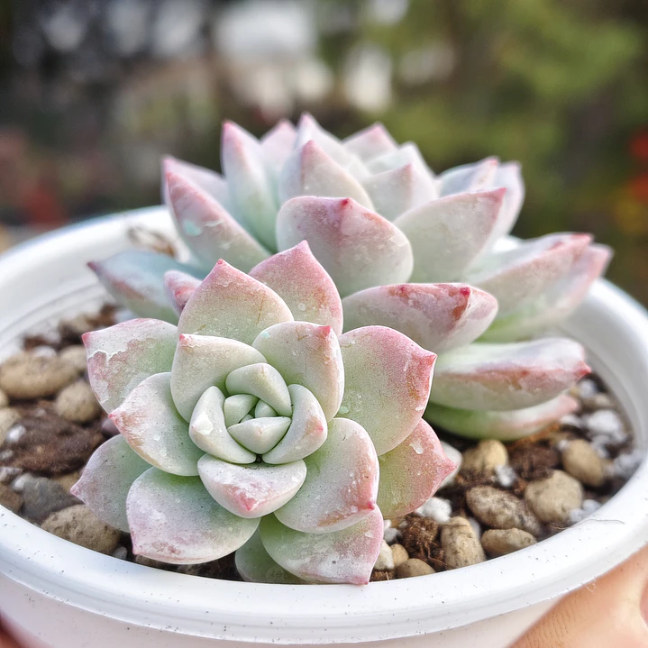 Graptoveria Milky Way 3