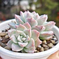 Graptoveria Milky Way - Miniatura 3