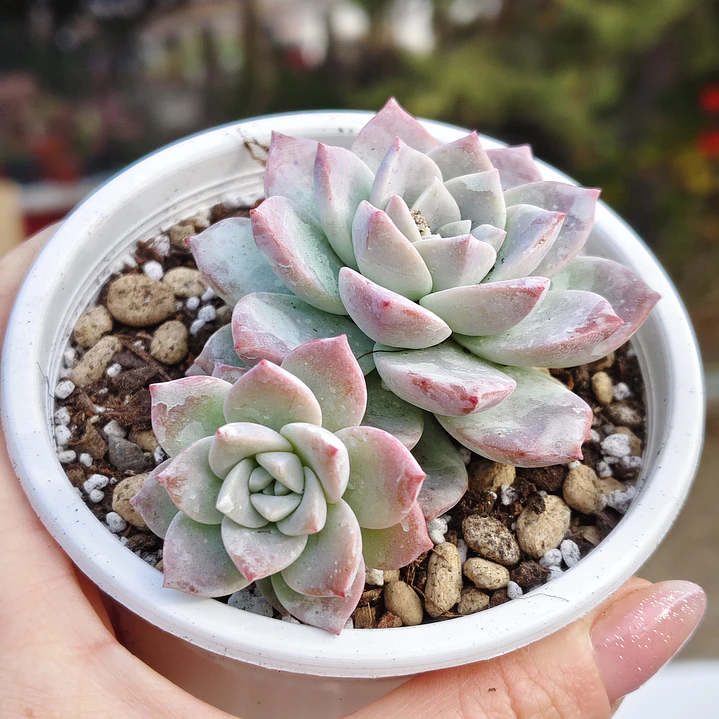 Graptoveria Milky Way 1