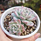Graptoveria Milky Way - Miniatura 1