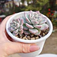 Graptoveria Milky Way - Miniatura 4
