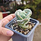 Graptoveria Lovely Rose  - Miniatura 2