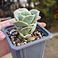 Graptoveria Lovely Rose  - Miniatura 1