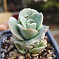 Graptoveria Lovely Rose  - Miniatura 3