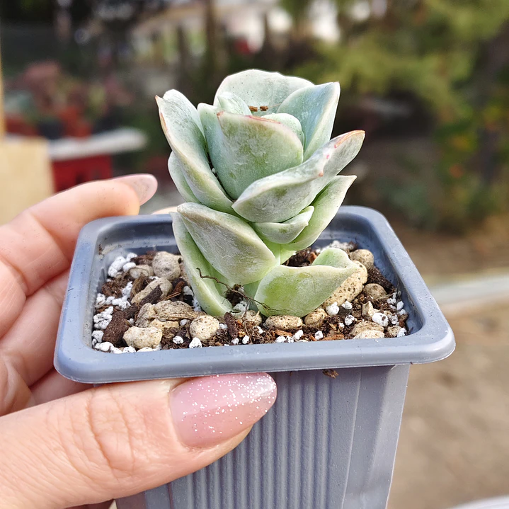 Graptoveria Lovely Rose  4