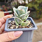 Graptoveria Lovely Rose  - Miniatura 4