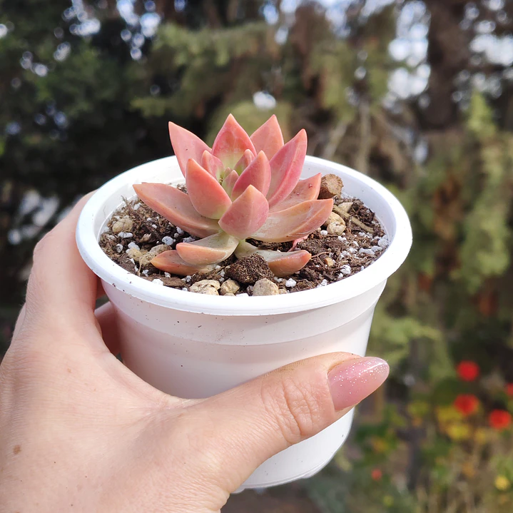 Graptosedum California Sunset 1