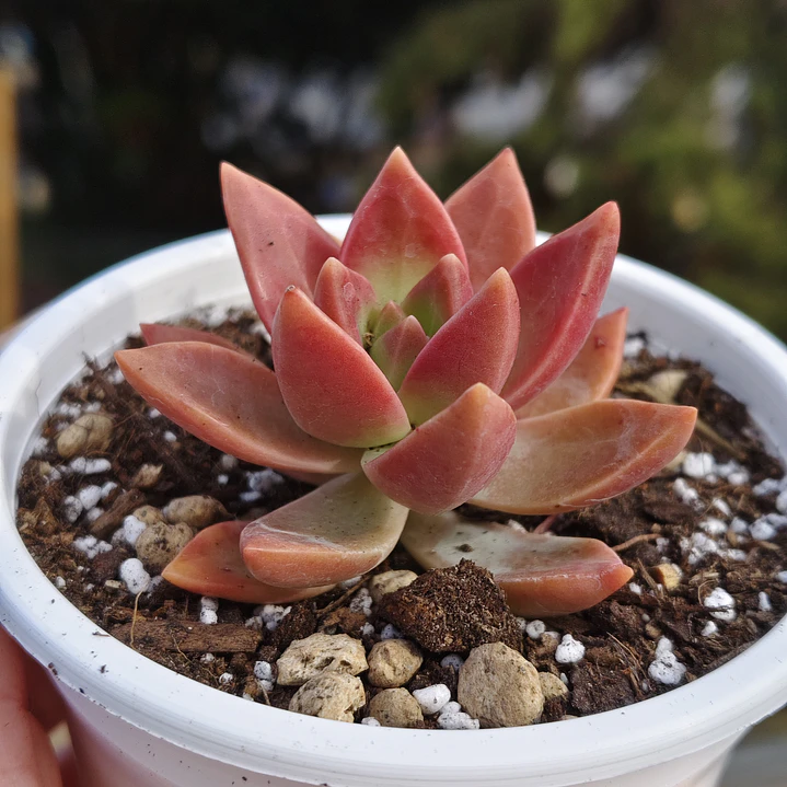 Graptosedum California Sunset 2