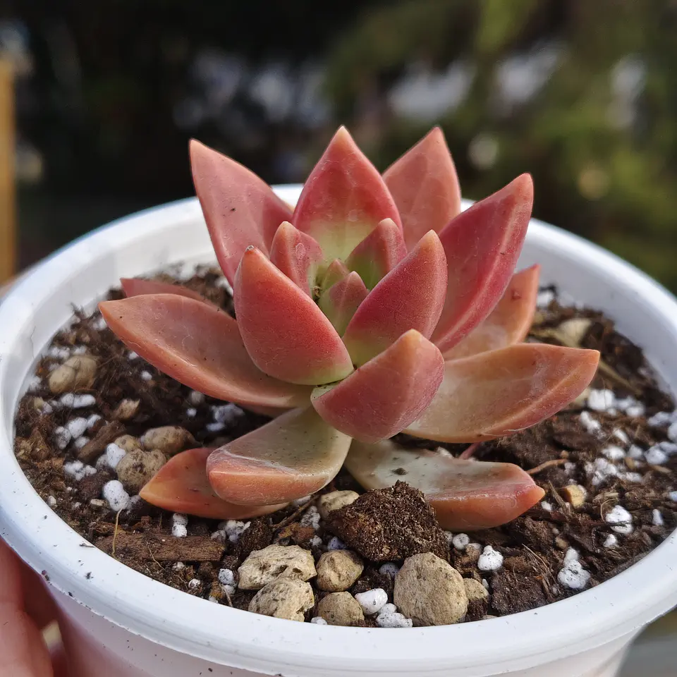 Graptosedum California Sunset 2