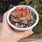 Graptosedum California Sunset - Miniatura 3