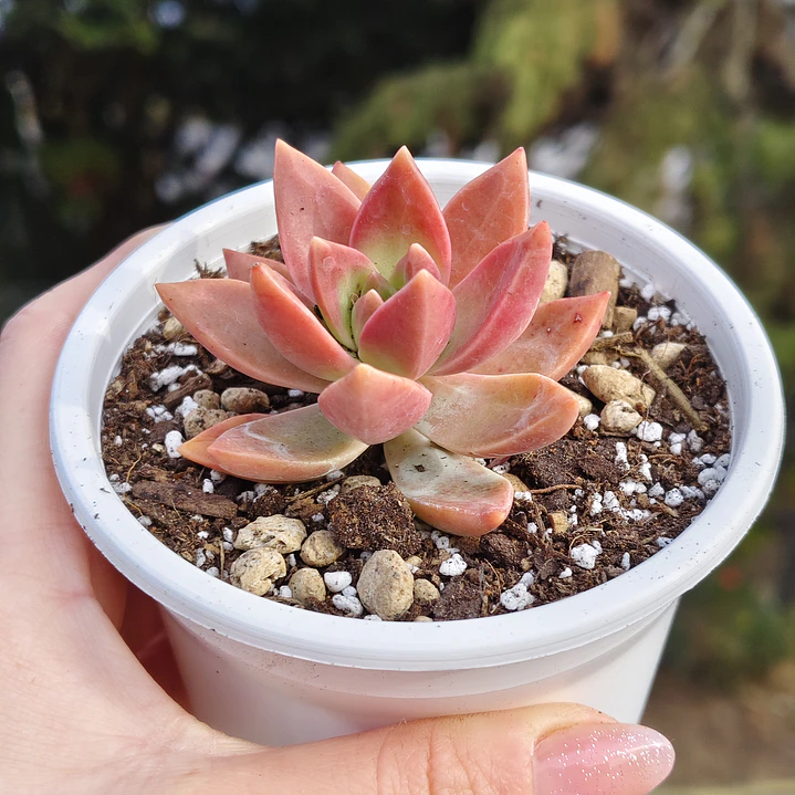 Graptosedum California Sunset 4