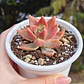 Graptosedum California Sunset - Miniatura 4