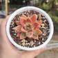 Graptosedum California Sunset - Miniatura 5