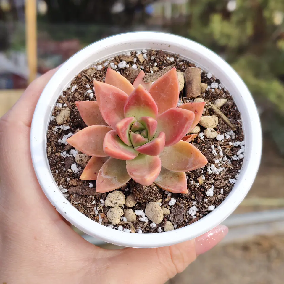 Graptosedum California Sunset 5