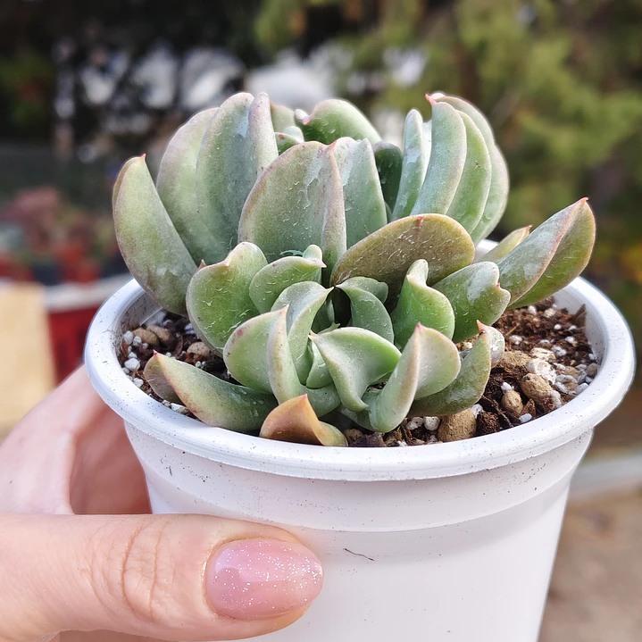 Echeveria Dark Vader 2