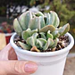 Echeveria Dark Vader - Miniatura 2