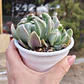 Echeveria Dark Vader - Miniatura 3