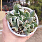 Echeveria Dark Vader - Miniatura 1