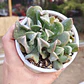 Echeveria Dark Vader - Miniatura 4