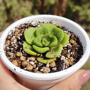 Aeonium Lilly Pad