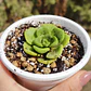 Aeonium Lilly Pad - Miniatura 1