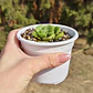 Aeonium Lilly Pad - Miniatura 2