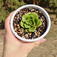 Aeonium Lilly Pad - Miniatura 3