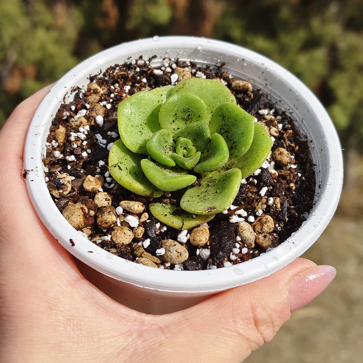 Aeonium Lilly Pad 4