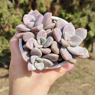 Graptopetalum Murasaki 
