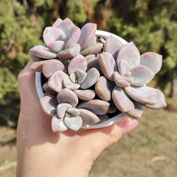 Graptopetalum Murasaki  1