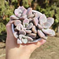 Graptopetalum Murasaki  - Miniatura 1