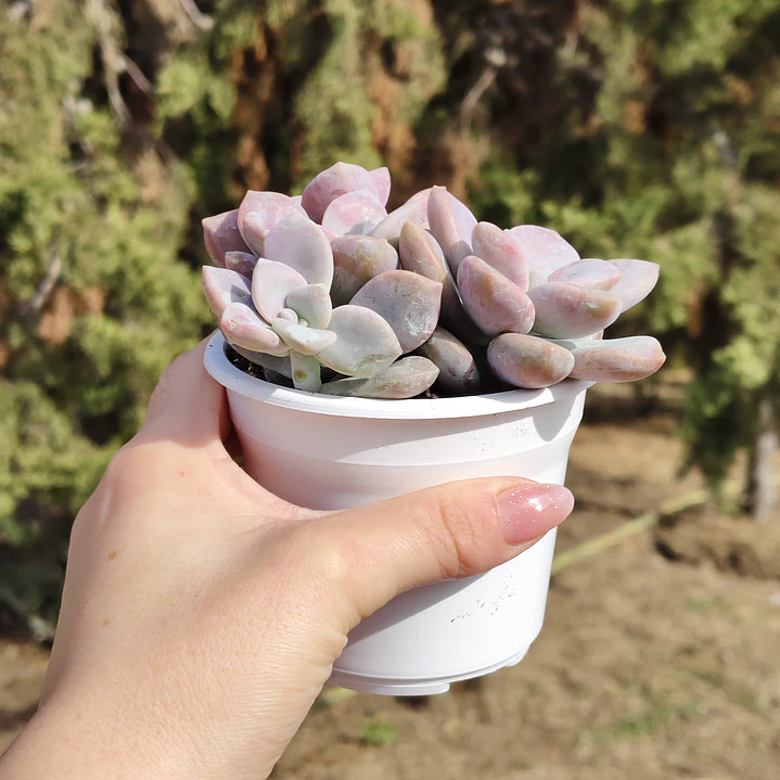 Graptopetalum Murasaki  2