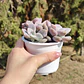 Graptopetalum Murasaki  - Miniatura 2