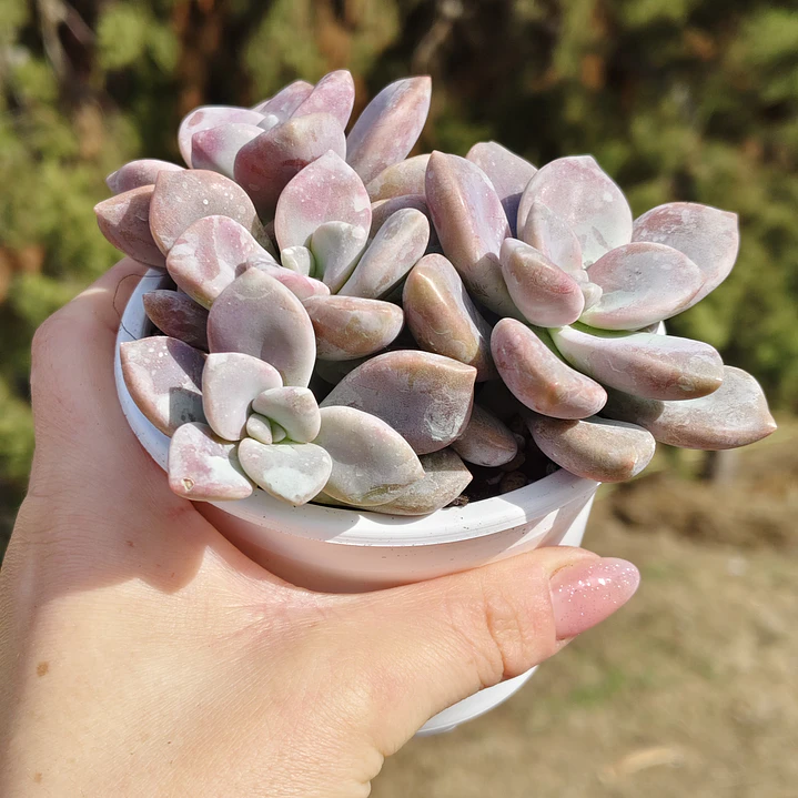 Graptopetalum Murasaki  3