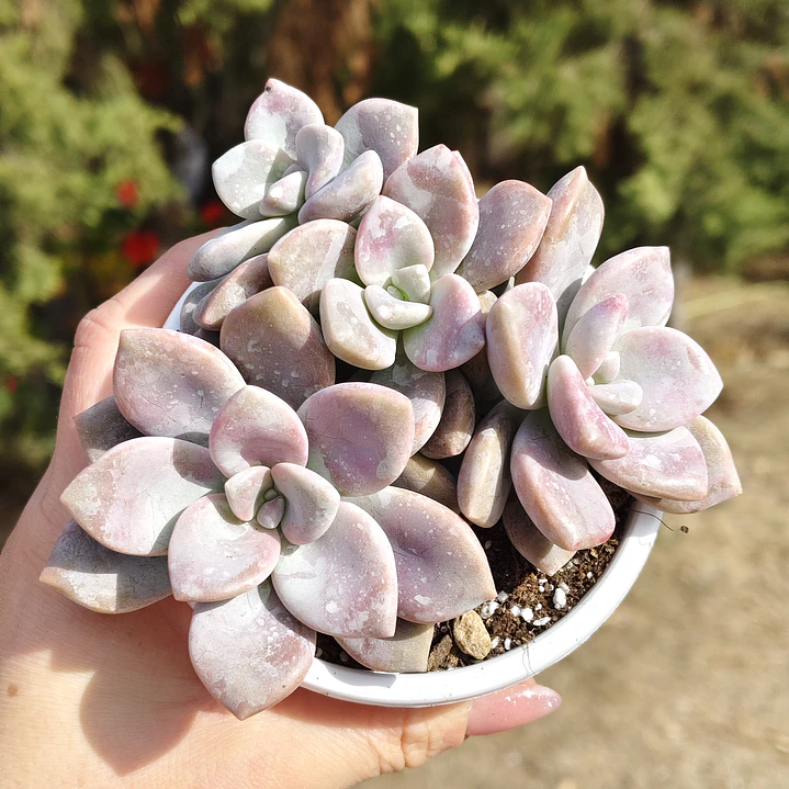 Graptopetalum Murasaki  4
