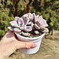 Graptopetalum Murasaki  - Miniatura 5