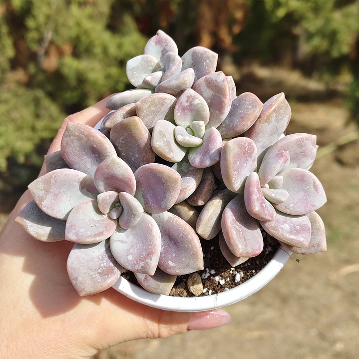Graptopetalum Murasaki  6
