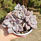 Graptopetalum Murasaki  - Miniatura 6