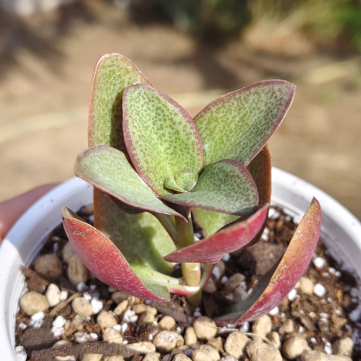 Crassula Streyii 1