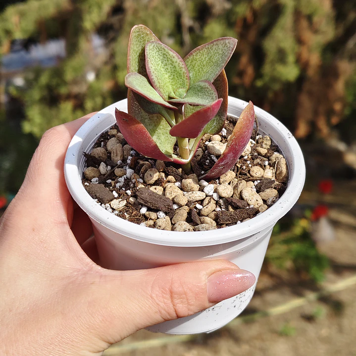 Crassula Streyii 2