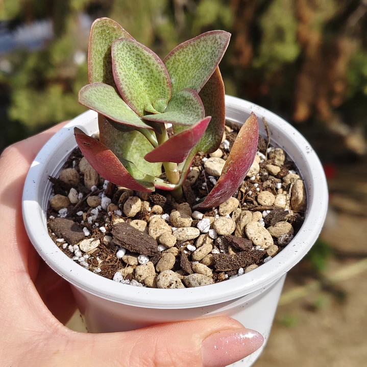Crassula Streyii 3
