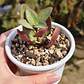 Crassula Streyii - Miniatura 3