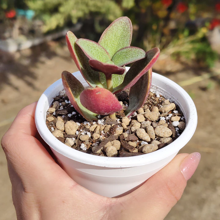 Crassula Streyii 4